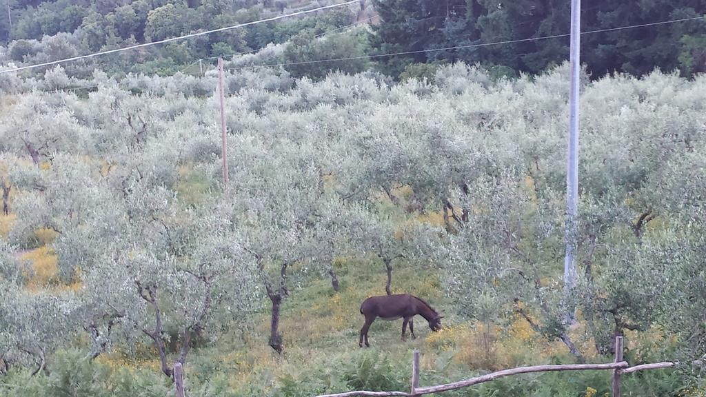 Podere"Sulle Soglie Del Bosco" Appartament And Rooms Пеша Екстериор снимка